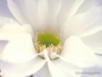 purity purity