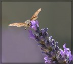 Sulla lavanda Sulla lavanda