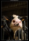 cow portrait cow portrait