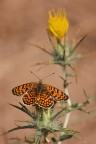 Mellicta Mellicta