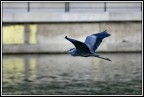 Airone Airone