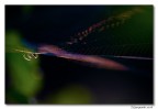 galassia terrestre.... galassia terrestre....