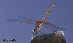 Libellula Artica 2 Libellula Artica 2