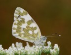 farfallina farfallina