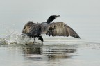 Cormorano
