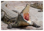 Il coccodrillo come fa?? Il coccodrillo come fa??