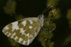 Pontia edusa