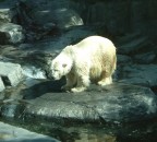 ....preferirebbe la neve dell' Artico.........