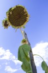 mi manca il sole! :( mi manca il sole! :(