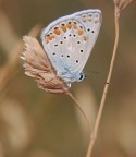 butterfly butterfly