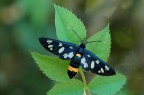 Syntomis phegea Syntomis phegea