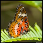Chethosia hypsea Chethosia hypsea