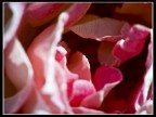 Rosa1 Rosa1
