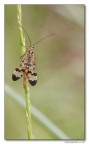 mosca scorpione mosca scorpione
