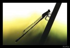 Silouette Silouette