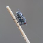 Mosca - di primo mattino