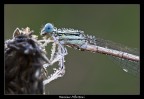 L'effervescenza naturale di una dama! L'effervescenza naturale di una dama!