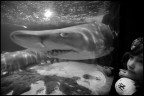 Acquario Acquario