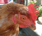 cresta di... gallina cresta di... gallina