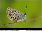 Plebejus... si ma quale? Plebejus... si ma quale?