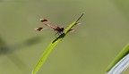 Libellula Rossa