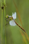 Libellula fra l'erba bassa