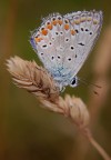 butterfly butterfly