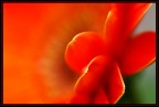 Fiore Fiore
