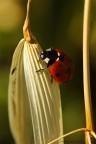 Coccinella n.4 Coccinella n.4
