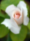 Rosa Rosa