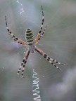 Argiope bruennichi