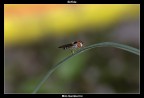 Episyrphus Balteatus Episyrphus Balteatus