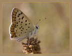 LYCAENA TITYRUS LYCAENA TITYRUS