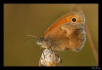 Coenonympha pamphilus 2