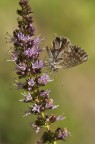 Cacyreus marshalli -la più bella- Cacyreus marshalli -la più bella-