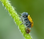 Non coccinella Non coccinella