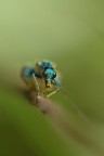 Nel Verde Nel Verde