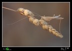 ...il secco dalle lunghe antenne... ...il secco dalle lunghe antenne...