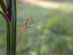 Tetragnatha sp. Tetragnatha sp.