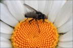 Mosca Mosca