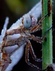 Libellula - dettagli Libellula - dettagli