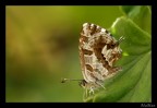 Cacyreus marshalli Cacyreus marshalli