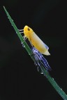 Baby cicadella 2