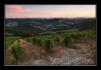 Vigne in buona salute... Vigne in buona salute...