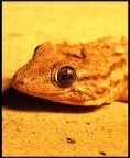 L'occhio del drago L'occhio del drago
