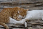dolce riposo... dolce riposo...