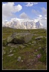 I fiori,un sasso e le Pale I fiori,un sasso e le Pale