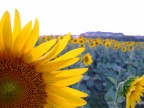 girasole al tramonto girasole al tramonto