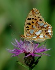 Issoria lathonia Issoria lathonia