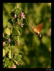 Macroglossum stellatarum Macroglossum stellatarum